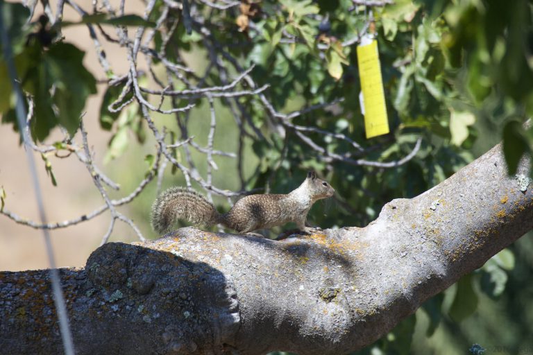 Squirrel!
