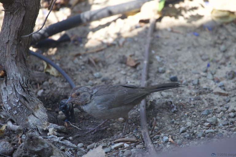 California Towhee