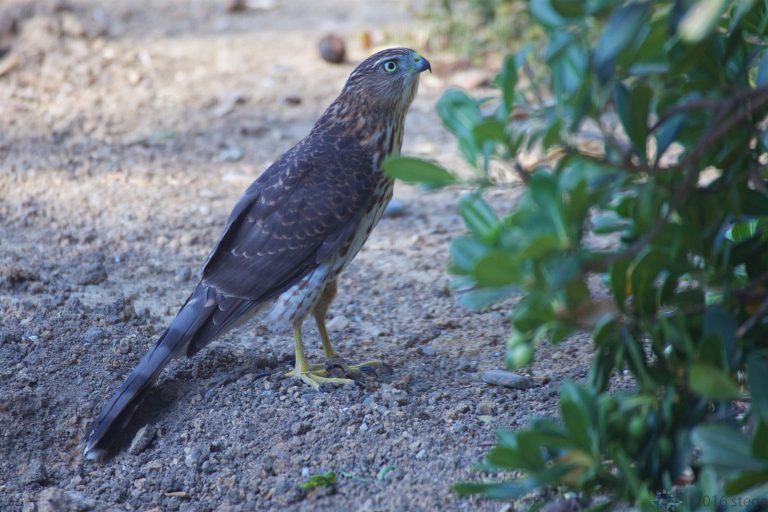 Hawk Week