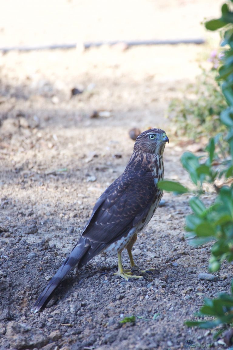 Hawk Week