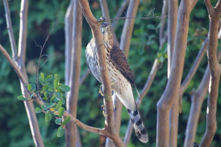 Hawk Week (Left and Right)