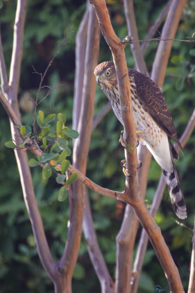 Hawk Week