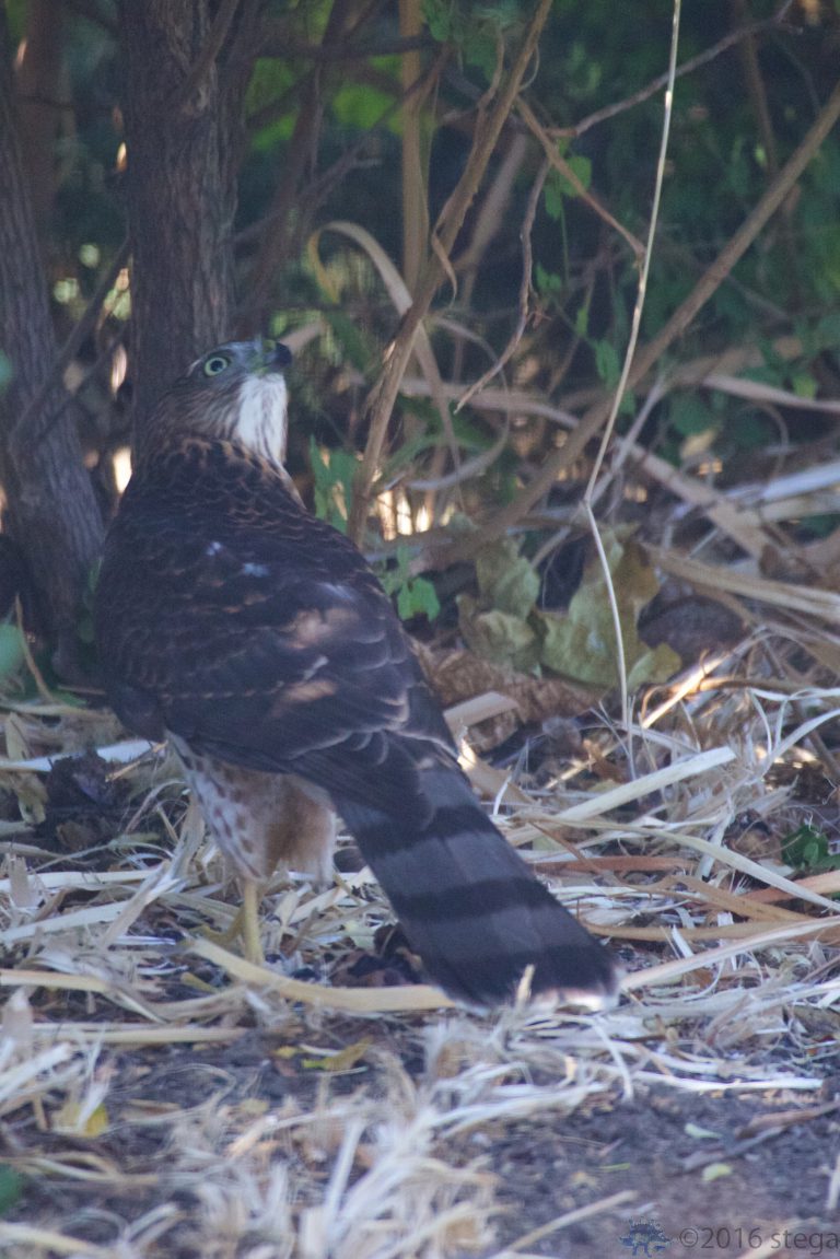 Cooper’s Hawk (Juvenile)