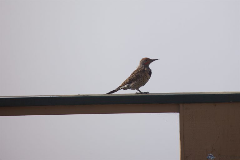 Outside: Northern Flicker