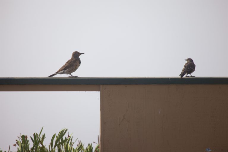 Outside: Northern Flicker and Northern Mockingbird