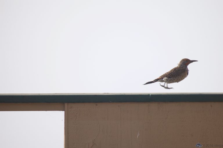 Outside: Northern Flicker