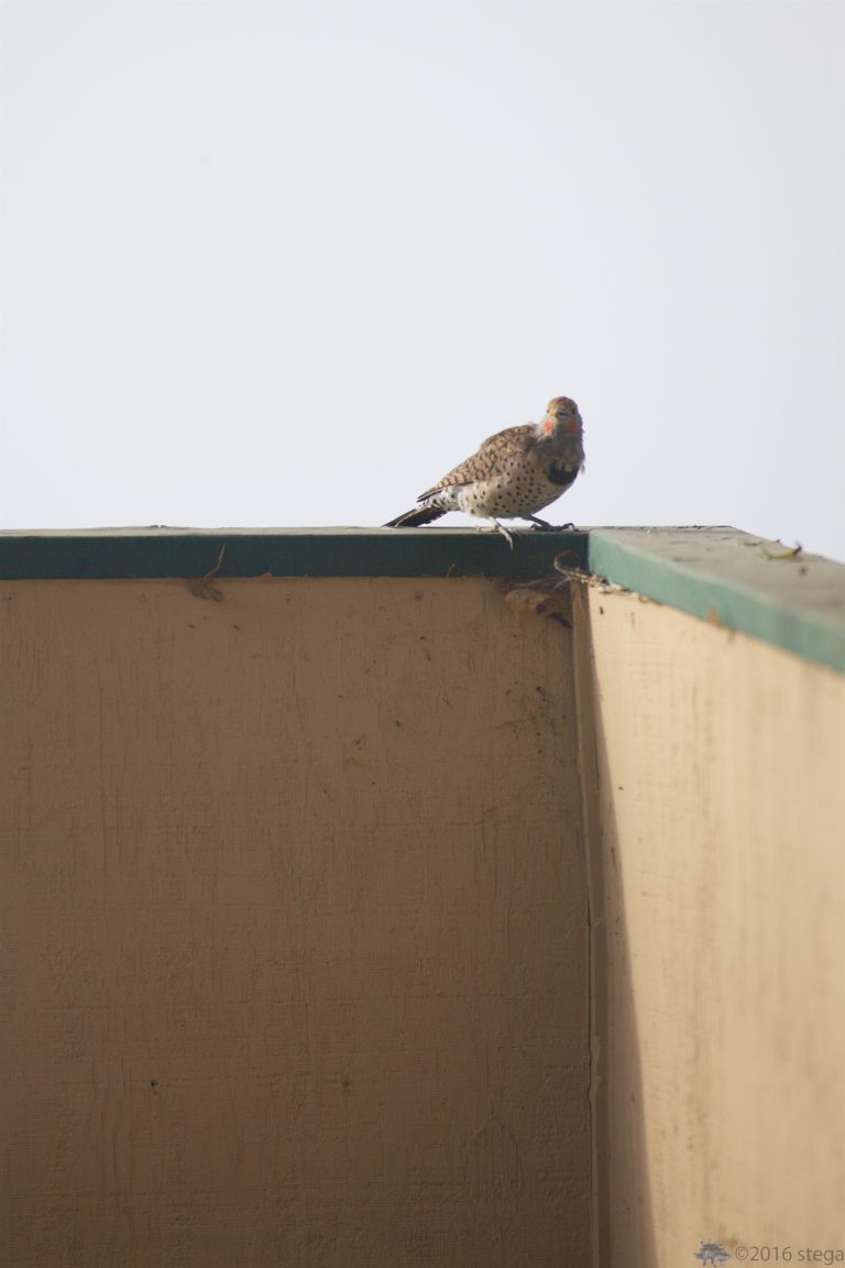 Outside: Northern Flicker