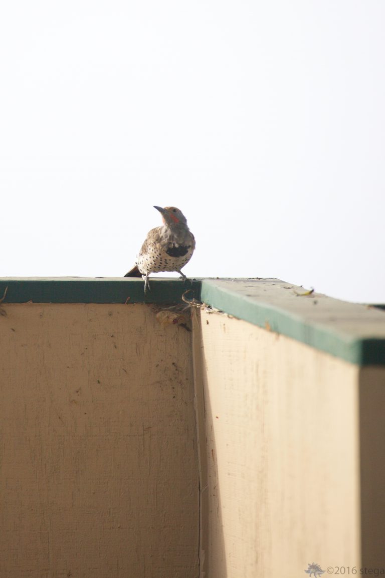 Outside: Northern Flicker