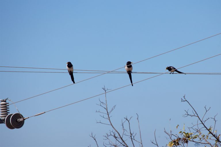 Outside: Yellow-billed Magpies