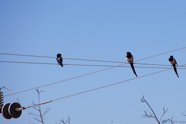 Outside: Yellow-billed Magpies