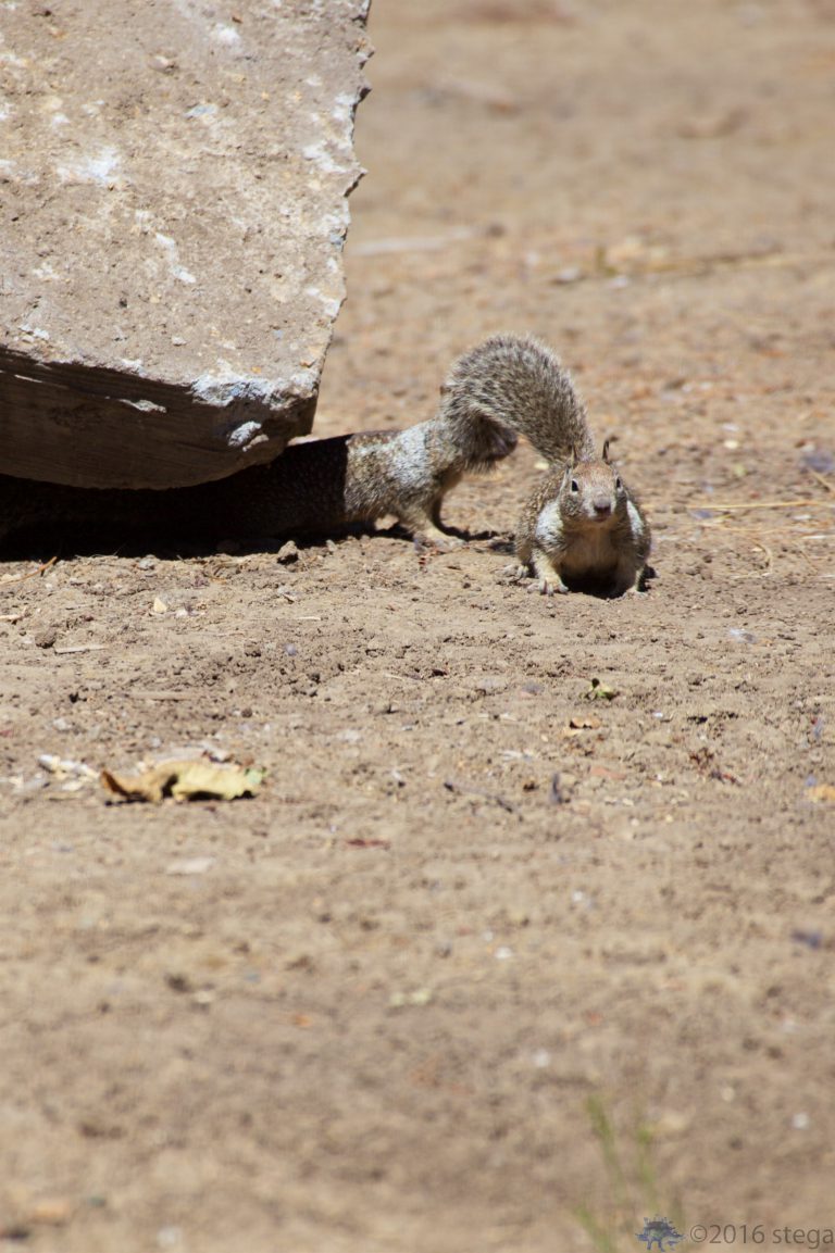 Ground Squirrel Week