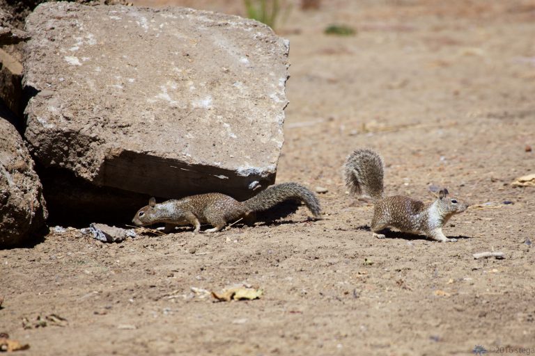 Squirrels