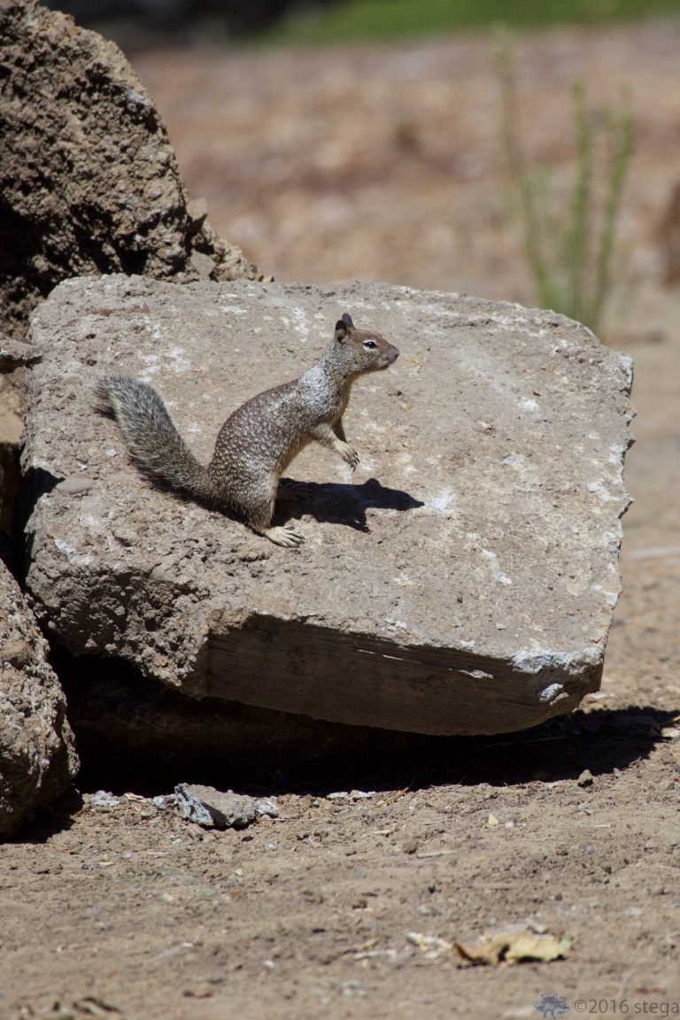 Squirrel!