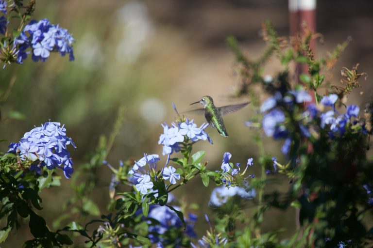 Anna’s Hummingbird