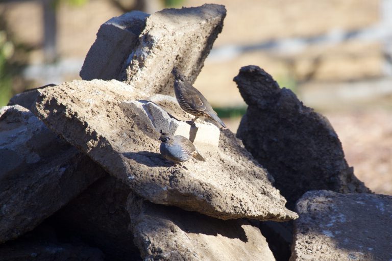 California Quail