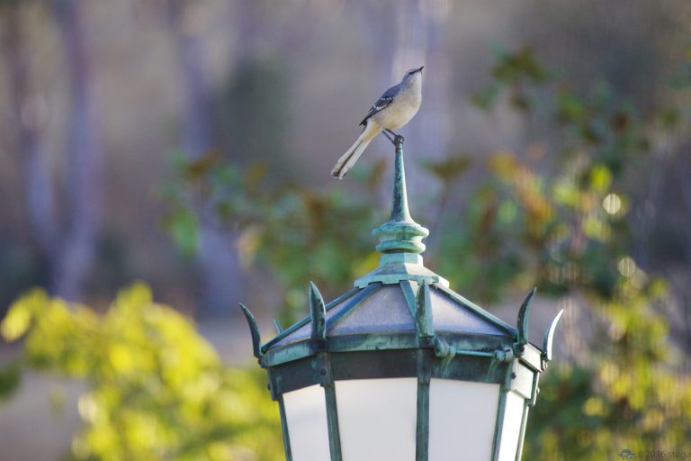 Northern Mockingbird
