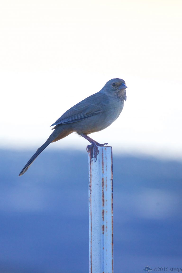 California Towhee