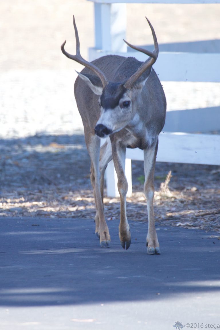 Mule Deer