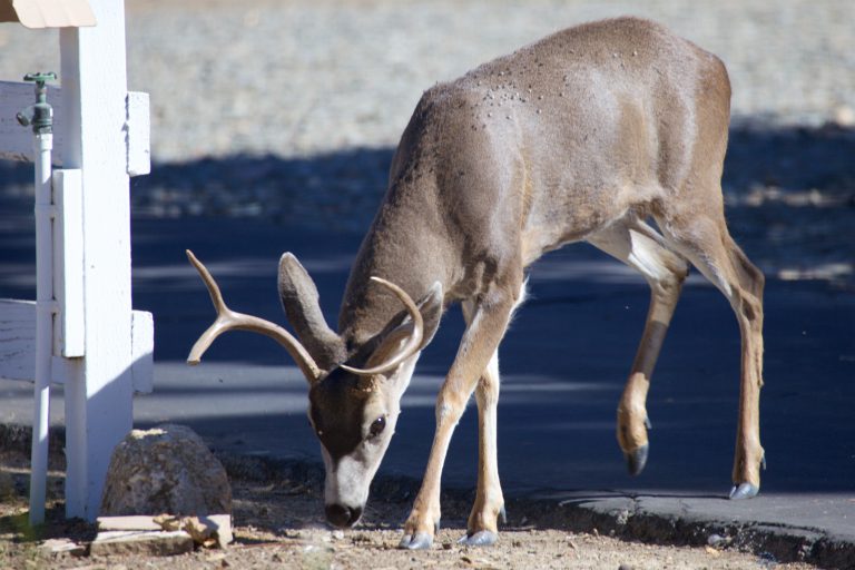 Mule Deer