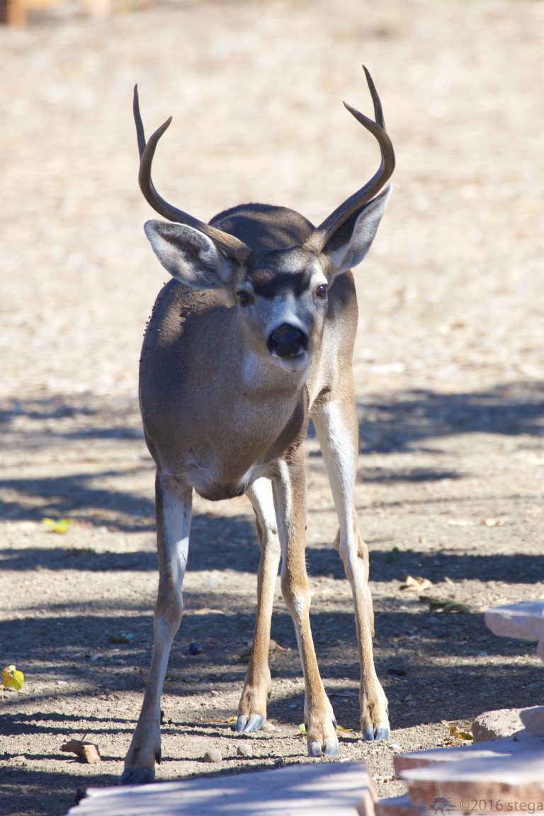 Mule Deer