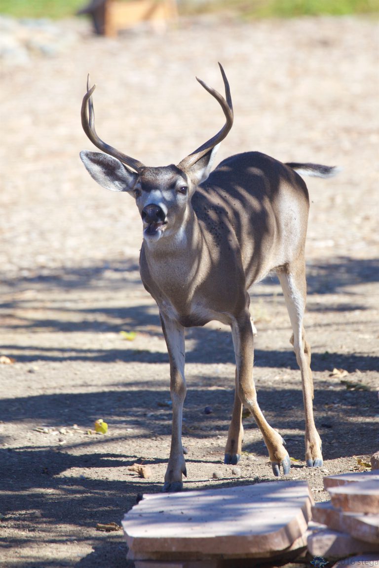 Mule Deer