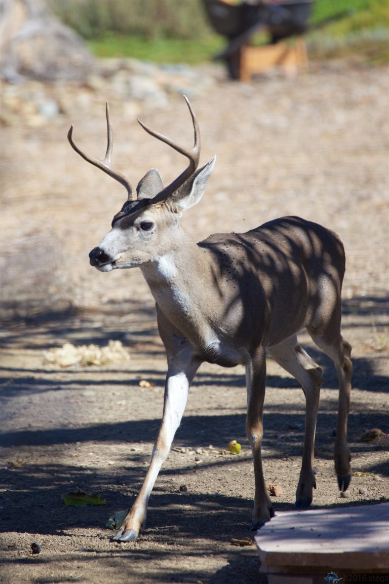 Mule Deer