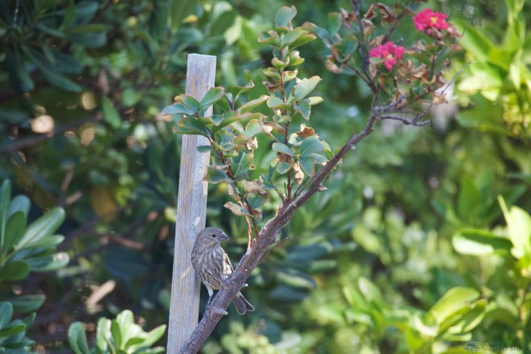 House Finch