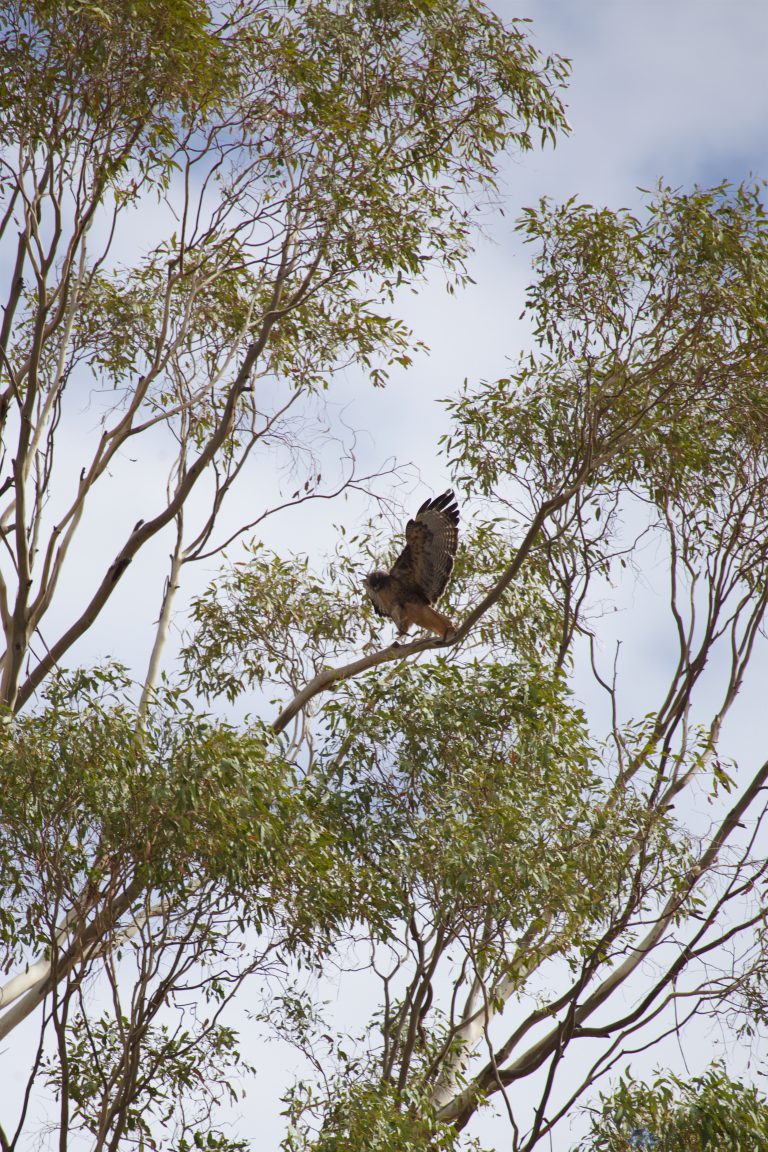 Old School Week: Red-Tailed Hawk