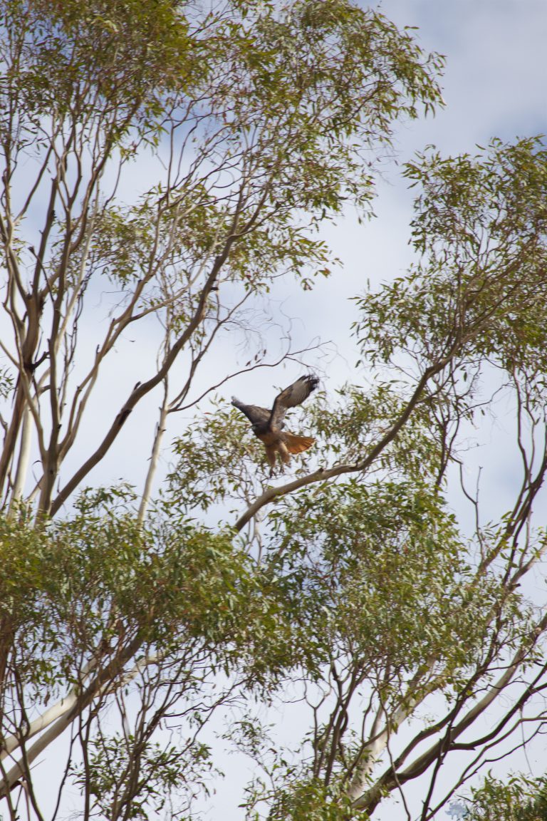 Old School Week: Red-Tailed Hawk