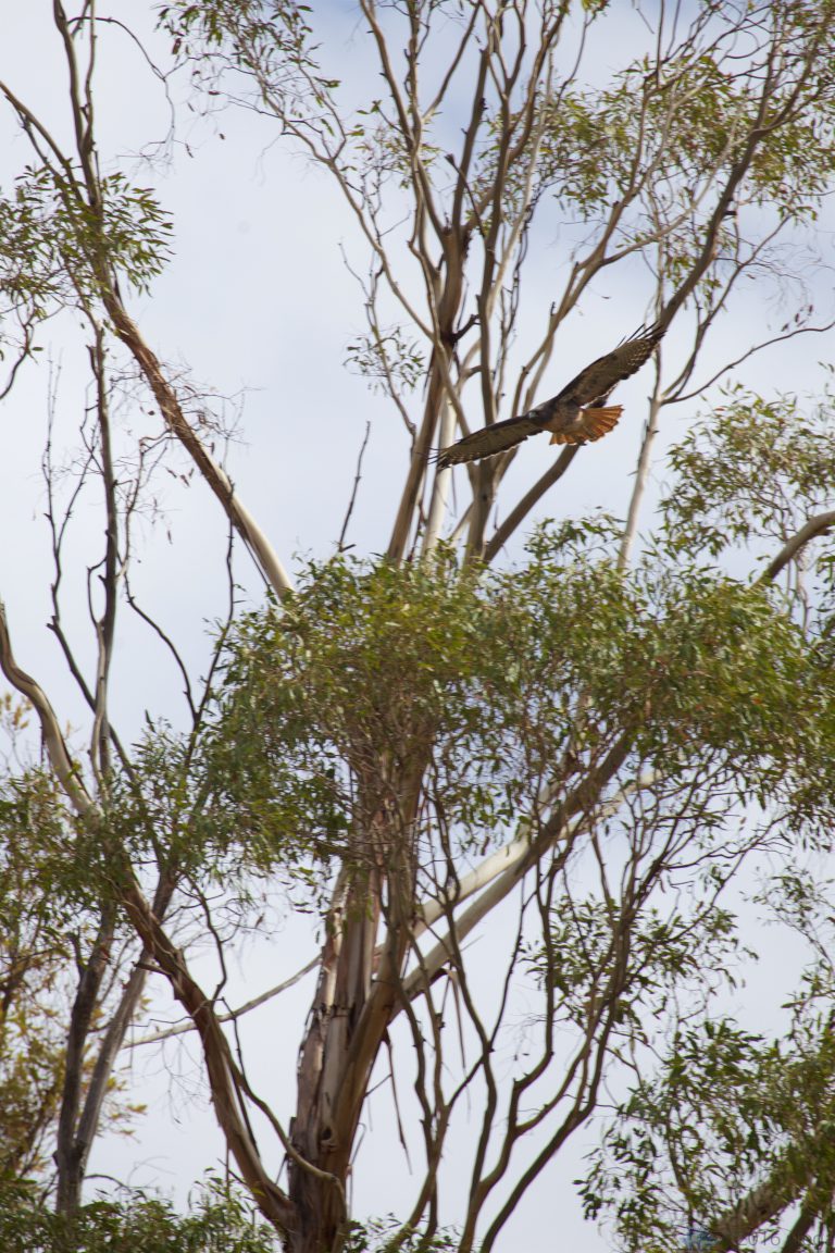 Old School Week: Red-Tailed Hawk