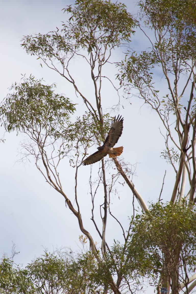 Old School Week: Red-Tailed Hawk