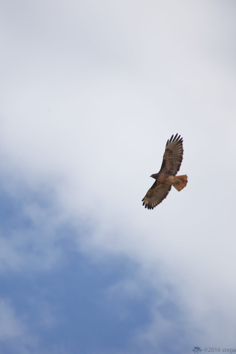 Outside: Red-Tailed Hawk (Series)