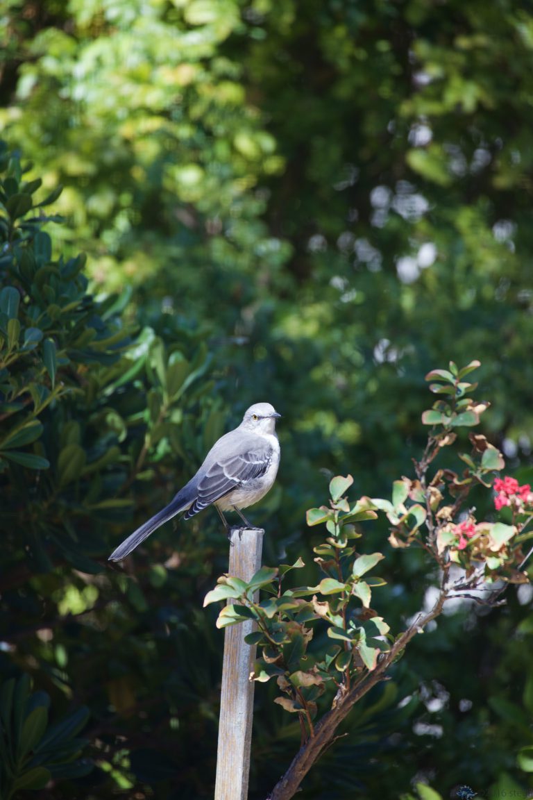 Northern Mocking Bird