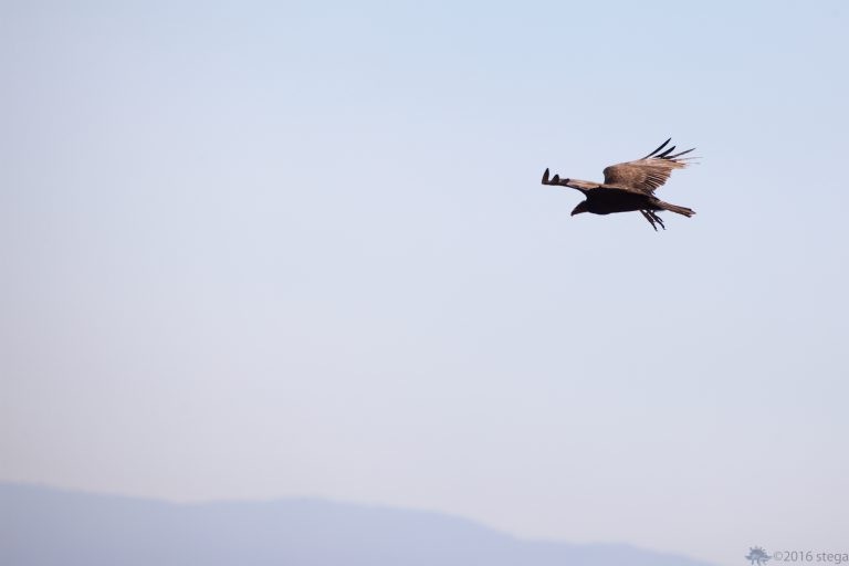 Outside:  Vulture (employing self cooling technique)