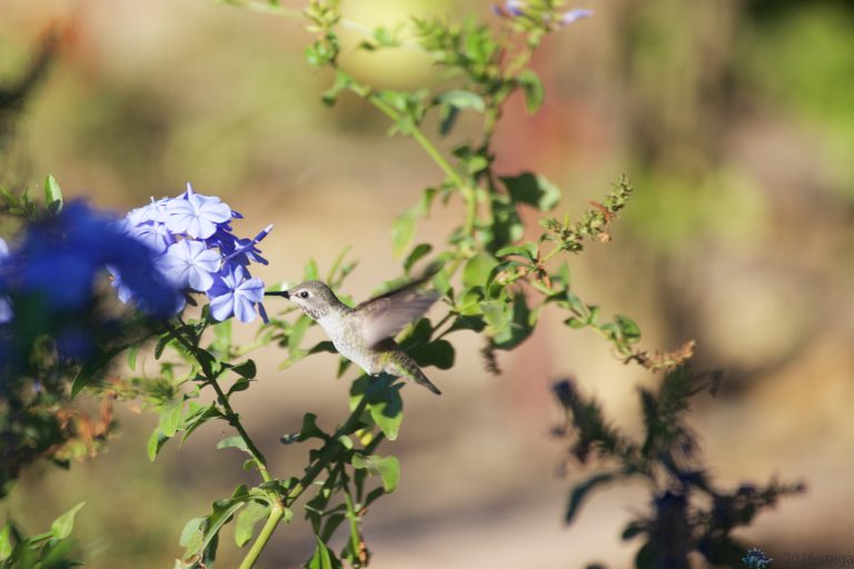 Anna’s Hummingbird