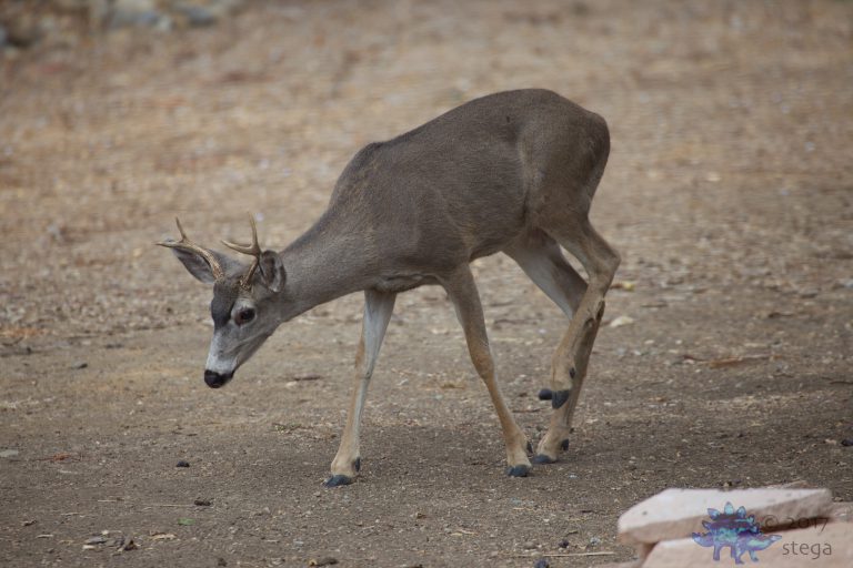 Mule Deer