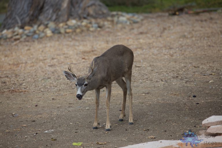 Mule Deer