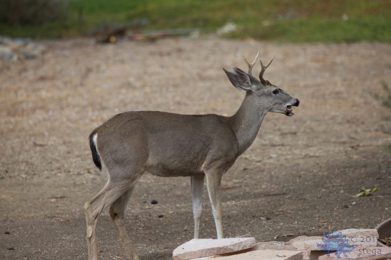 Mule Deer with Fig in Its Mouth