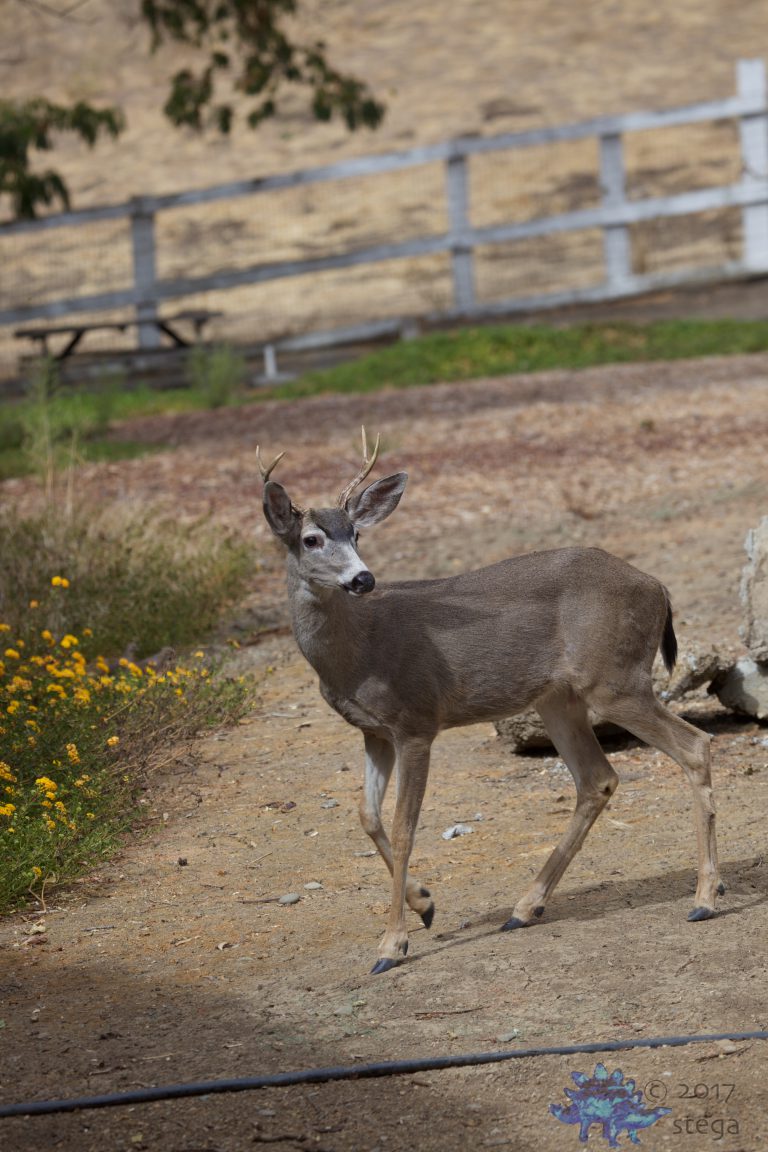 Mule Deer