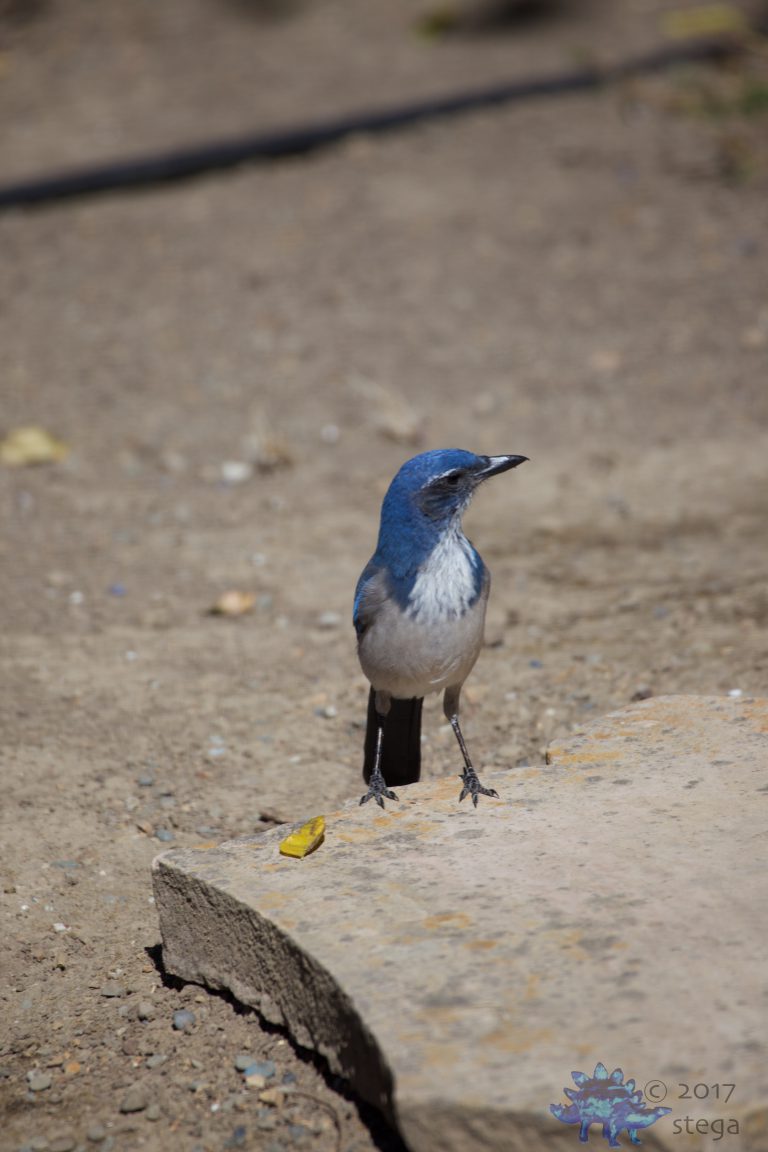 Young Wester Scrub Jay