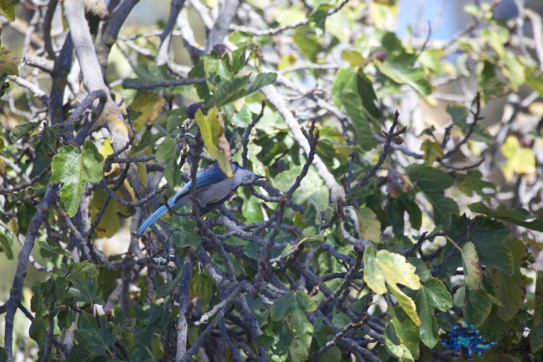 California Scrub Jay (Looking Up)