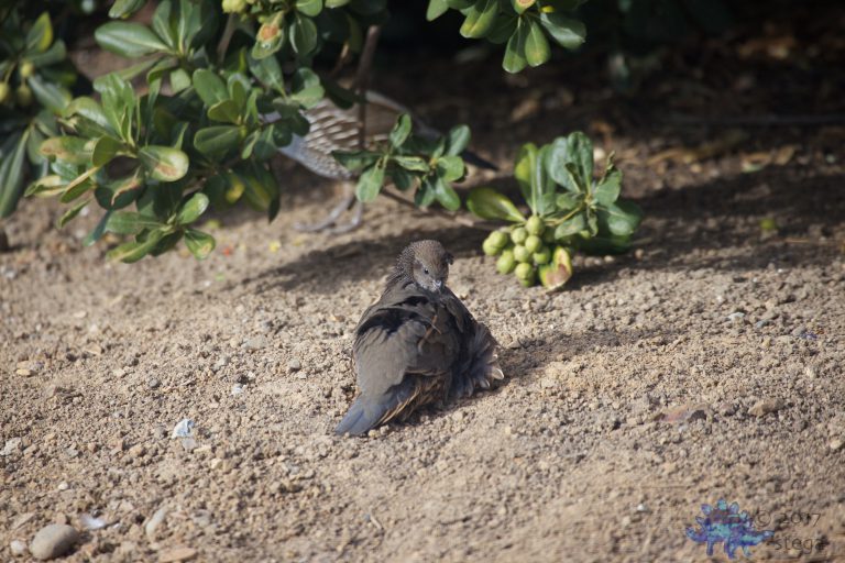 Old School Week: California Quail