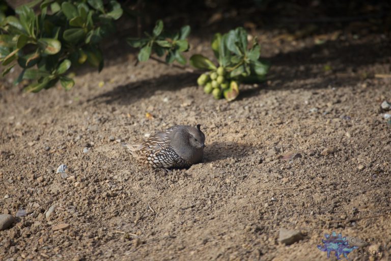 Old School Week: California Quail