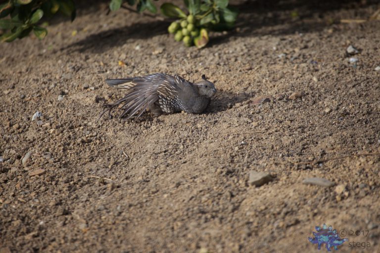 Bathing California Quail (series)