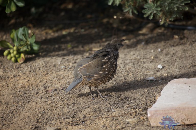 Fluffy California Quail