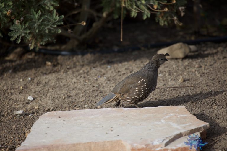California Quail on the move