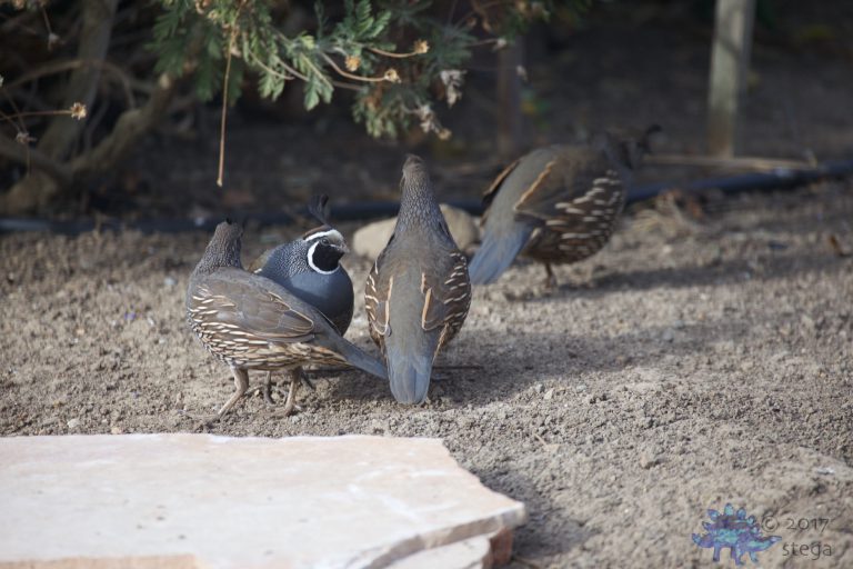 California Quail