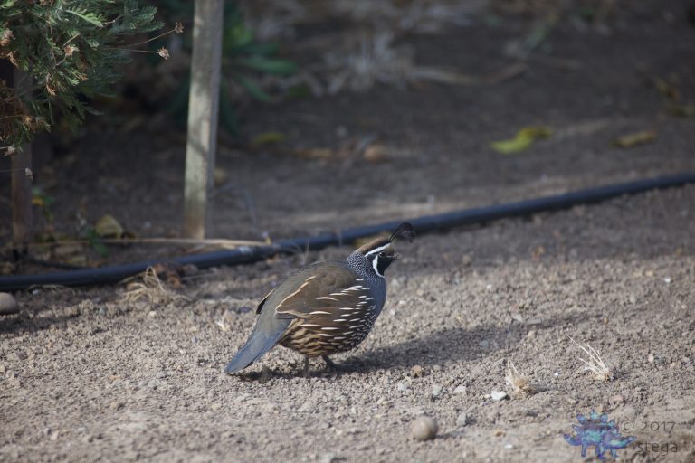 California Quail