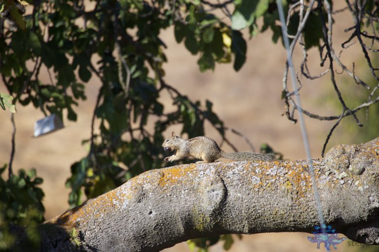 Ground Squirrel in a Tree with Fig in Its Mouth