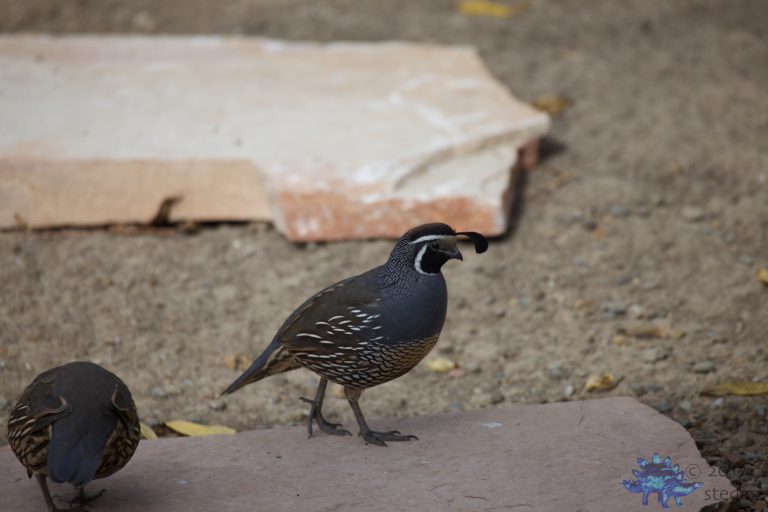 California Quail